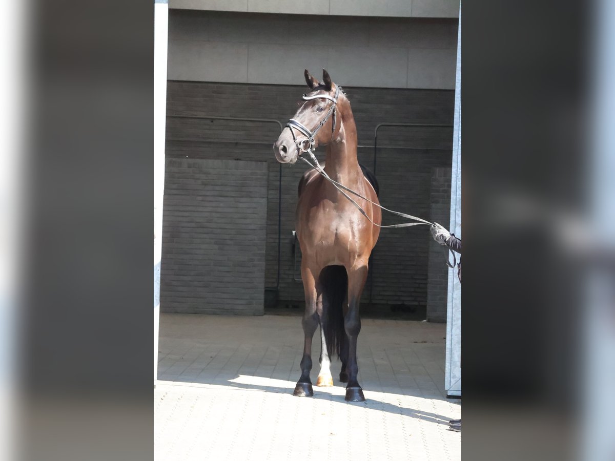 Danskt varmblod Valack 4 år 170 cm Svart in Asperup