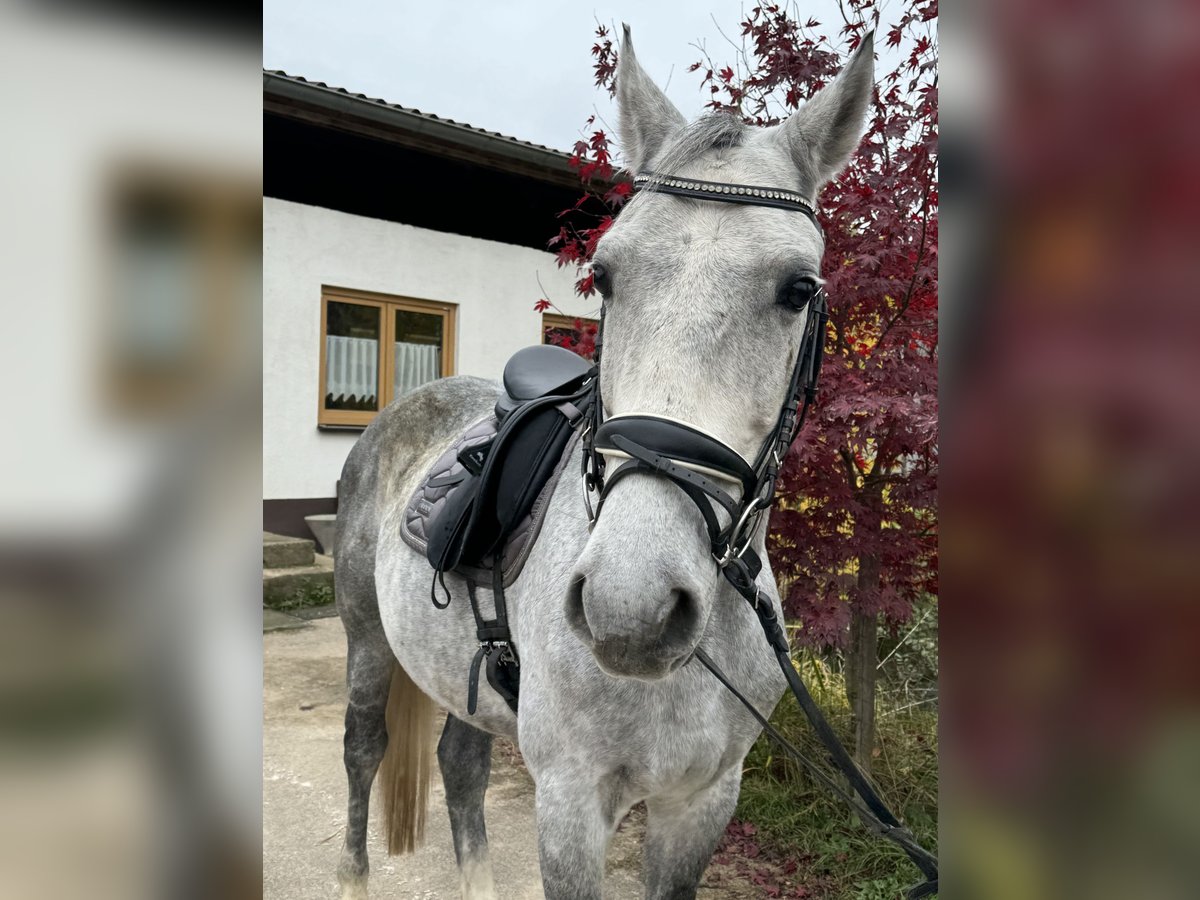 Danskt varmblod Valack 7 år 165 cm Grå-blå-brun in Angelbachtal