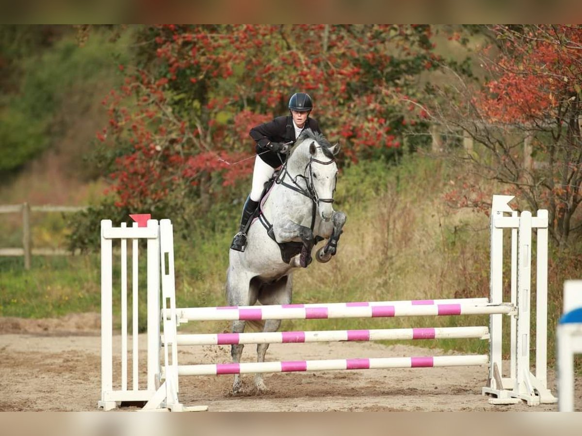 Danskt varmblod Valack 9 år 172 cm Grå in Støvring