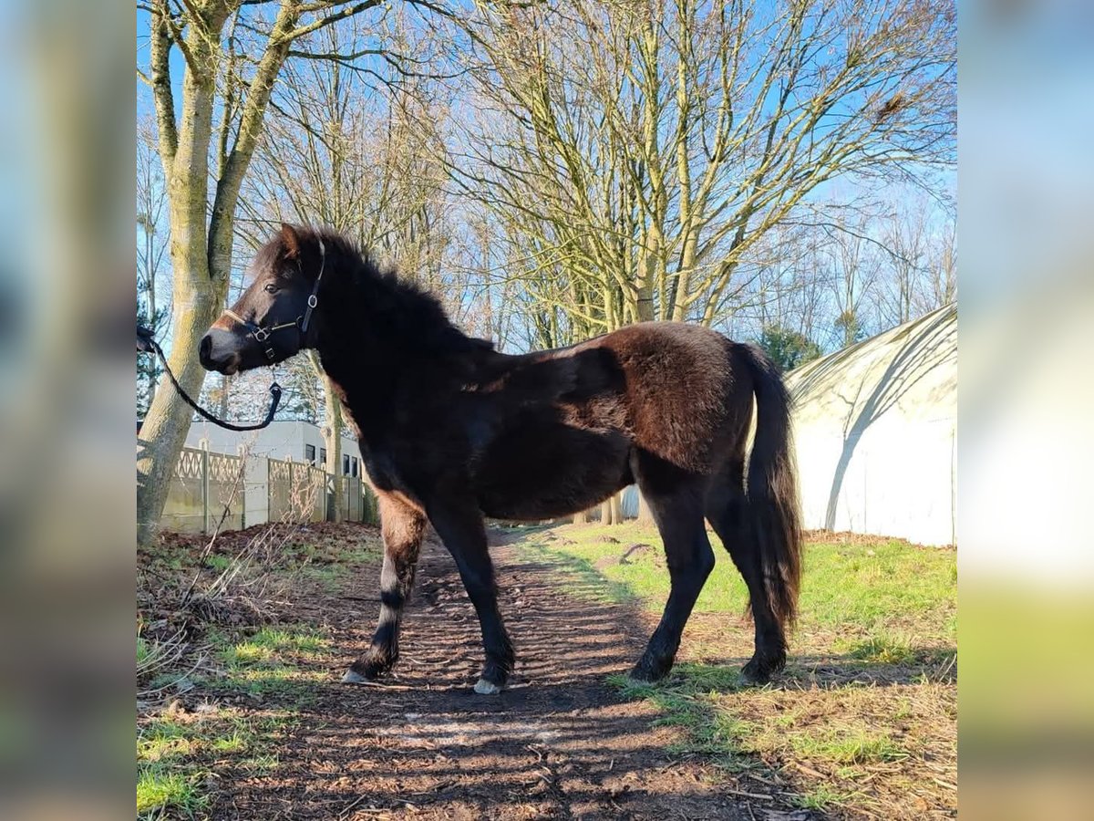 Dartmoor Étalon 2 Ans 120 cm Bai brun foncé in Etaples