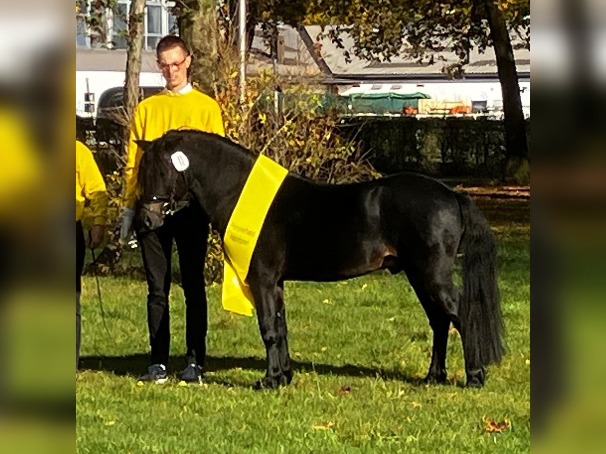 Dartmoor Étalon 3 Ans 127 cm Bai brun foncé in Edewecht