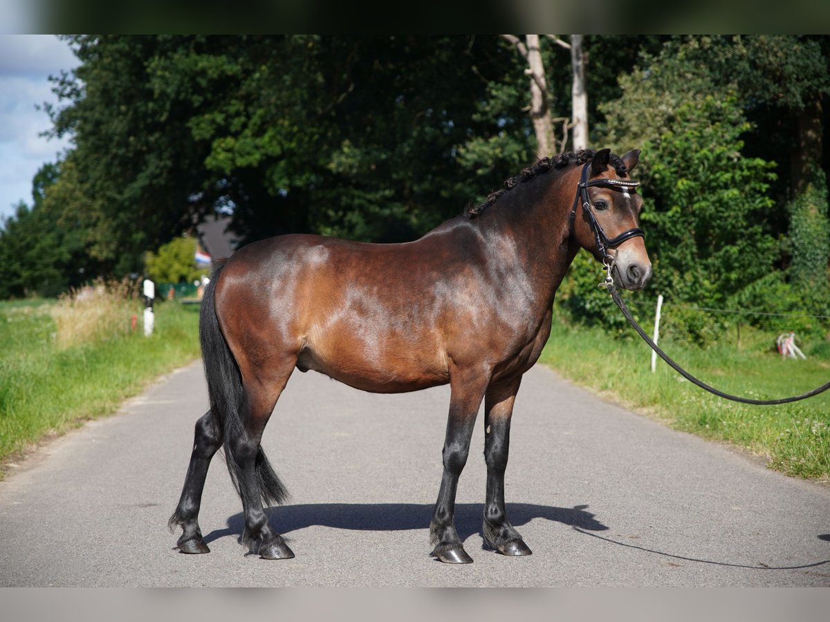 Dartmoor Gelding 11 years 12 hh Brown in Kempen