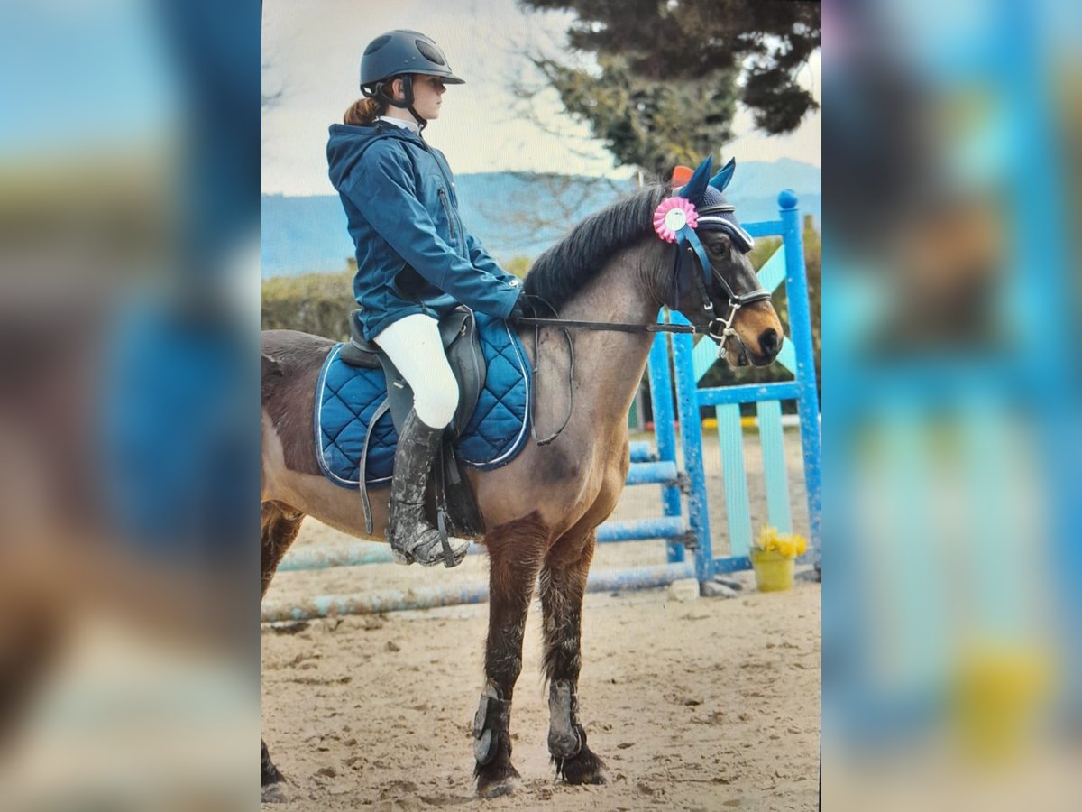 Dartmoor Gelding 12 years 12,3 hh Bay-Dark in L&#x27;Albenc