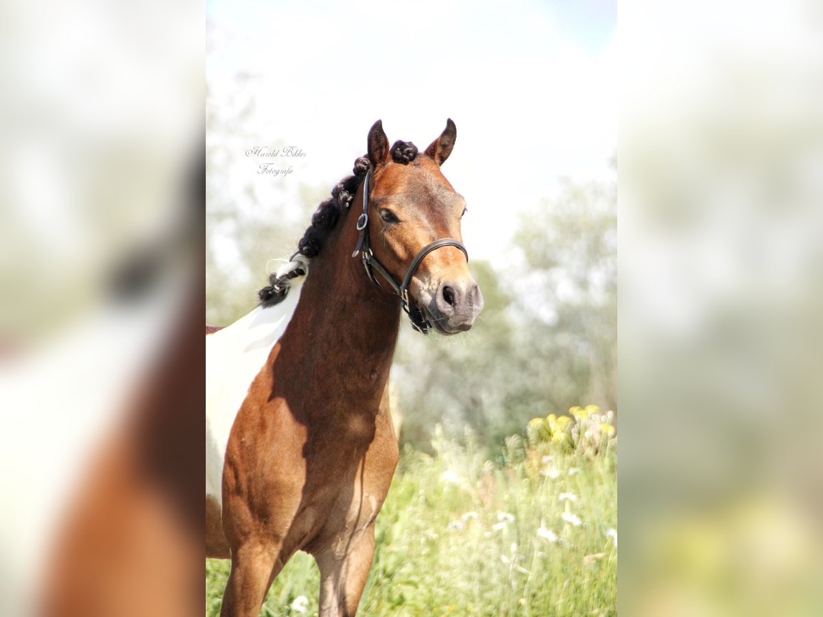 Dartmoor Mix Gelding 3 years 11,2 hh Pinto in Zwijndrecht