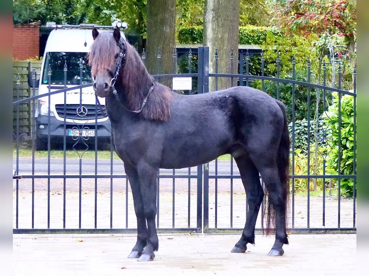 Dartmoor Gelding 3 years 12 hh Black in Halle