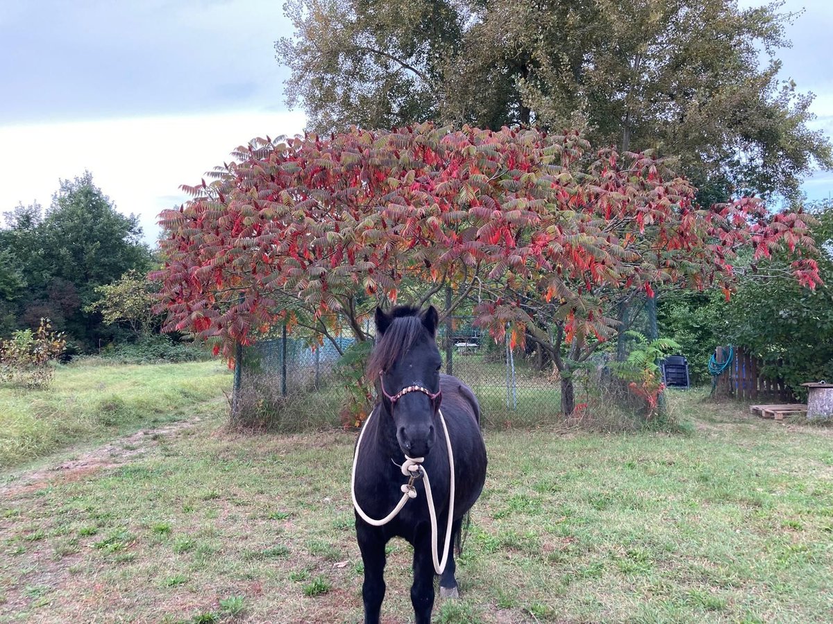 Dartmoor Gelding 7 years 12,1 hh Bay-Dark in Budenheim