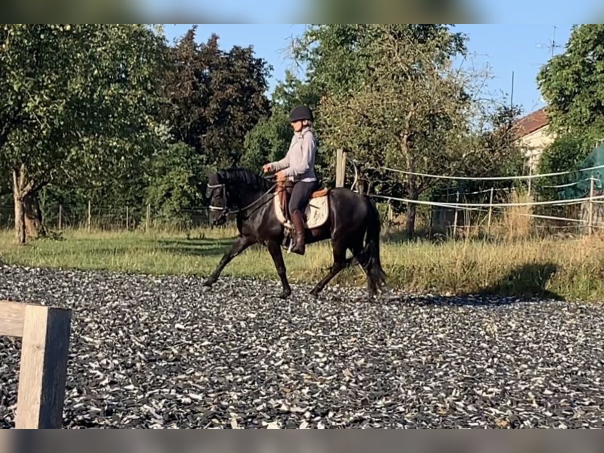 Dartmoor Gelding 7 years 12,2 hh Black in Staig