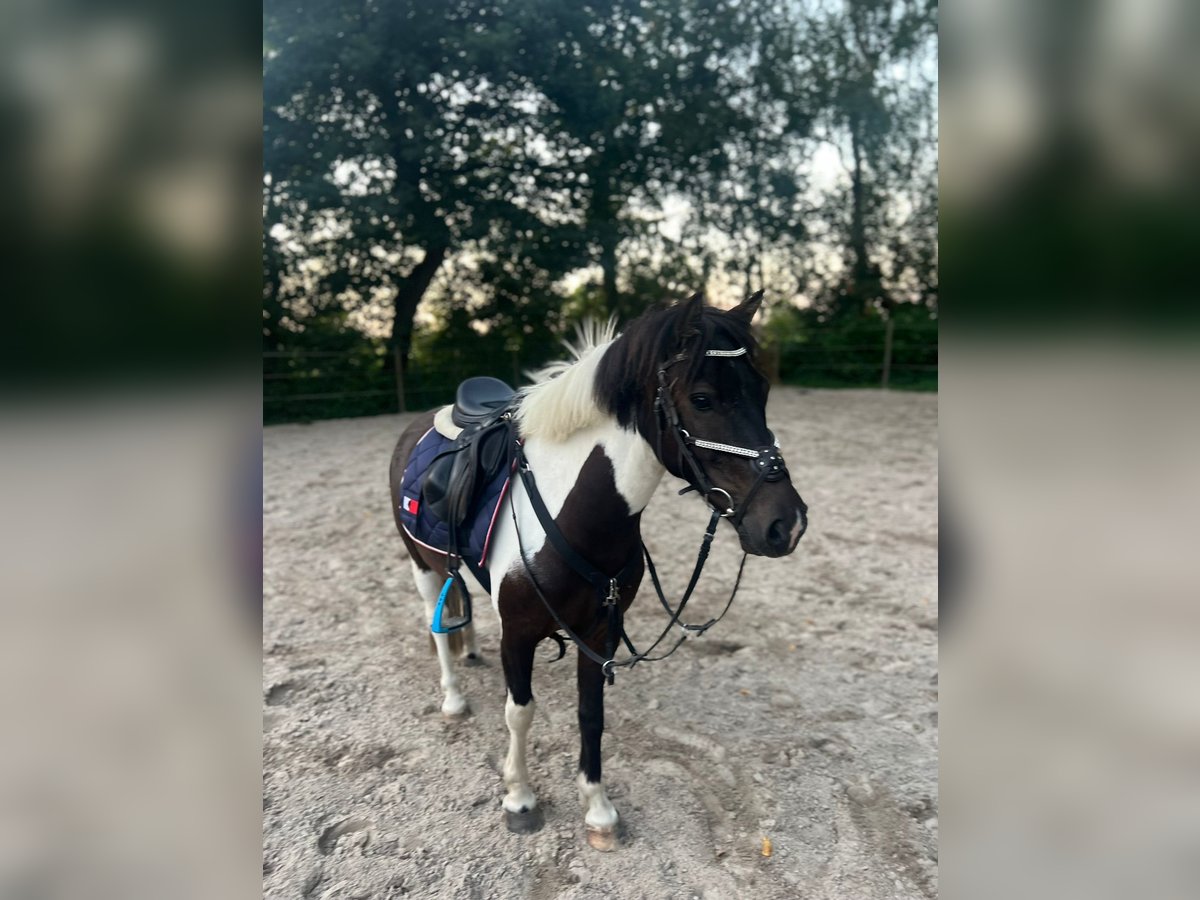 Dartmoor Gelding 7 years 12,2 hh Pinto in Rastede