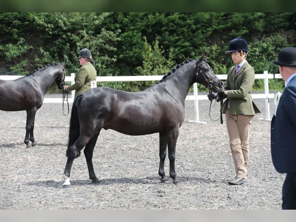 Dartmoor Mix Gelding 8 years 12,2 hh Black in Downham Market