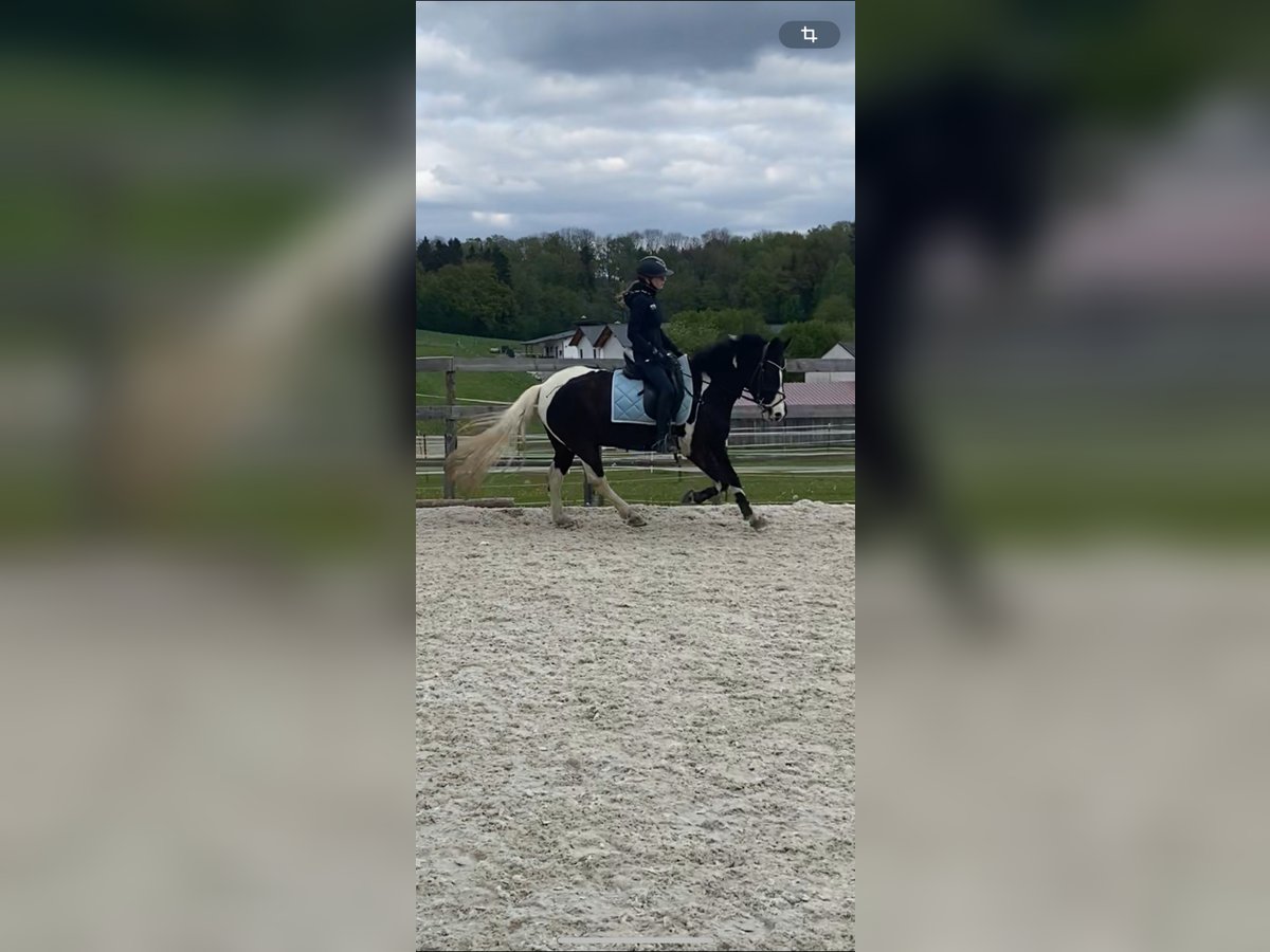 Dartmoor Gelding 9 years 14,1 hh Pinto in Landau an der Isar