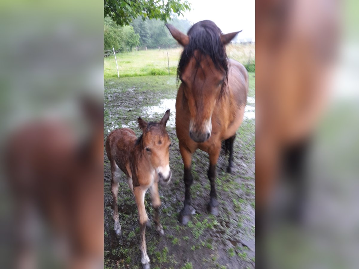 Dartmoor Hengst 1 Jaar Bruin in Langenhagen