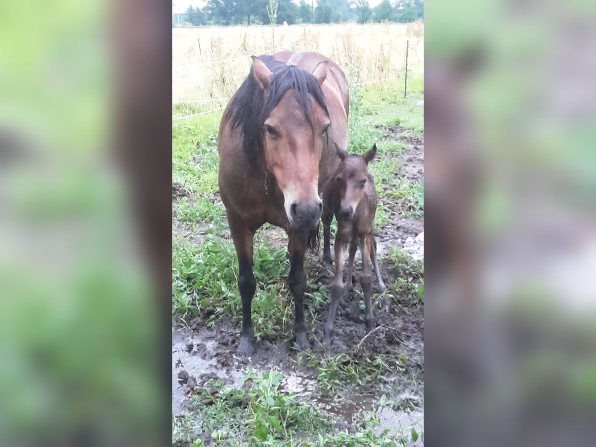 Dartmoor Hengst 1 Jaar Donkerbruin in Langenhagen