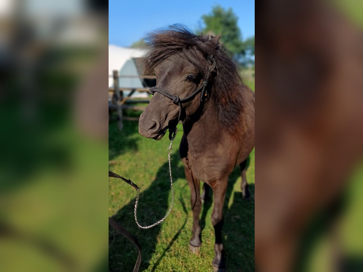 Dartmoor Hengst 1 Jahr Rappe in Rhenen
