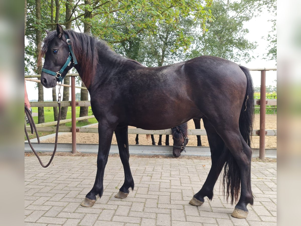 Dartmoor Hengst 2 Jaar 126 cm Zwart in Bockhorst