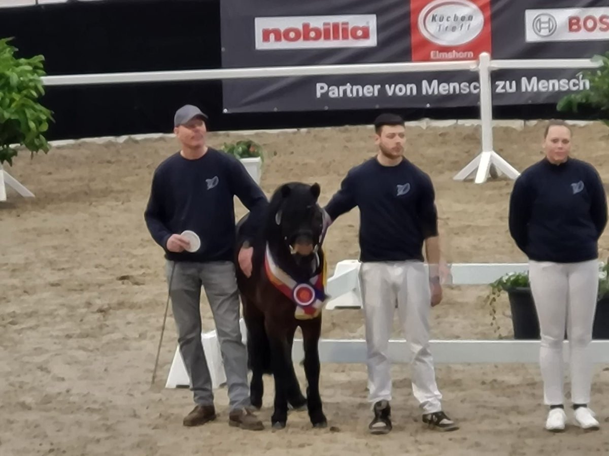 Dartmoor Hengst 3 Jaar 122 cm Bruin in Bornh&#xF6;ved