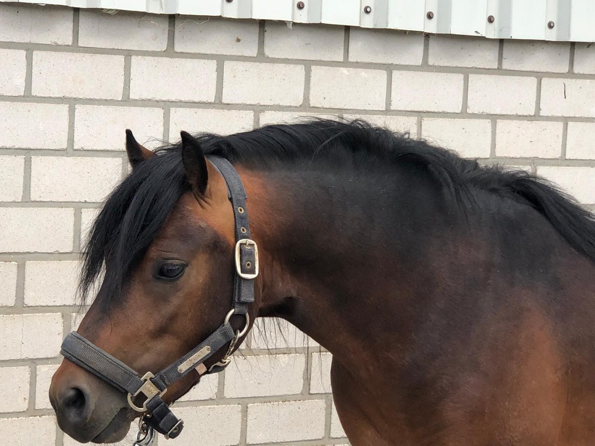 Dartmoor Hengst 3 Jahre 124 cm Brauner in Bornh&#xF6;ved