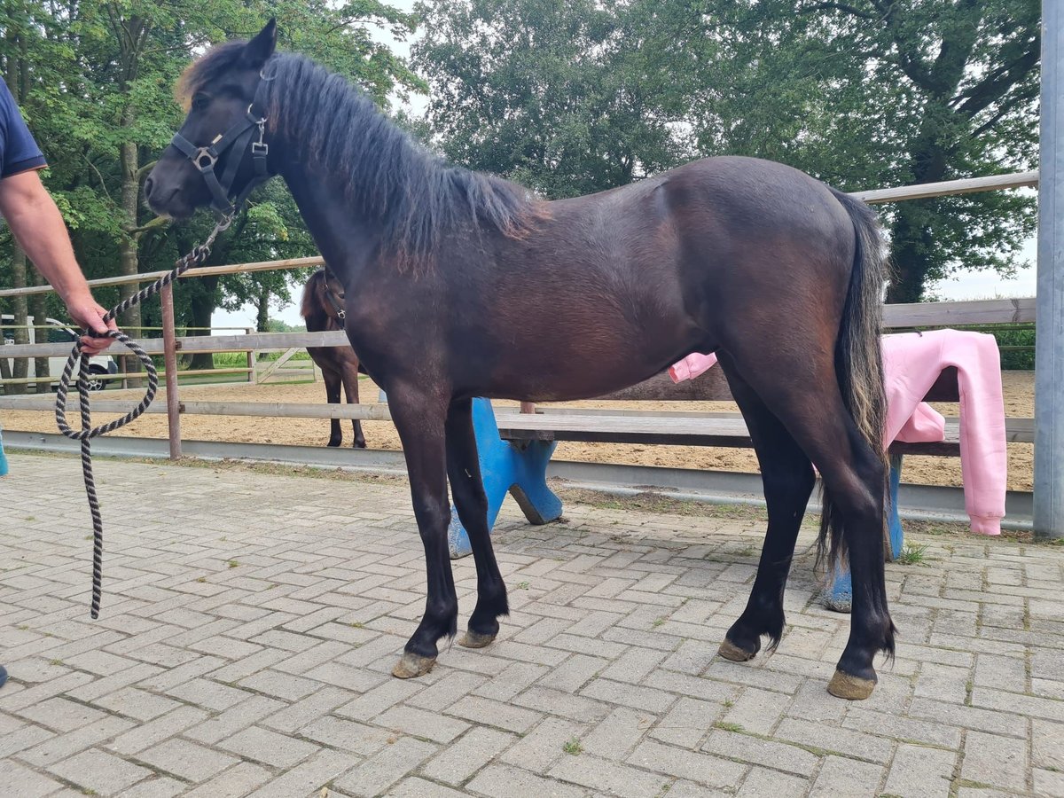 Dartmoor Hingst 1 år 126 cm Svart in Bockhorst