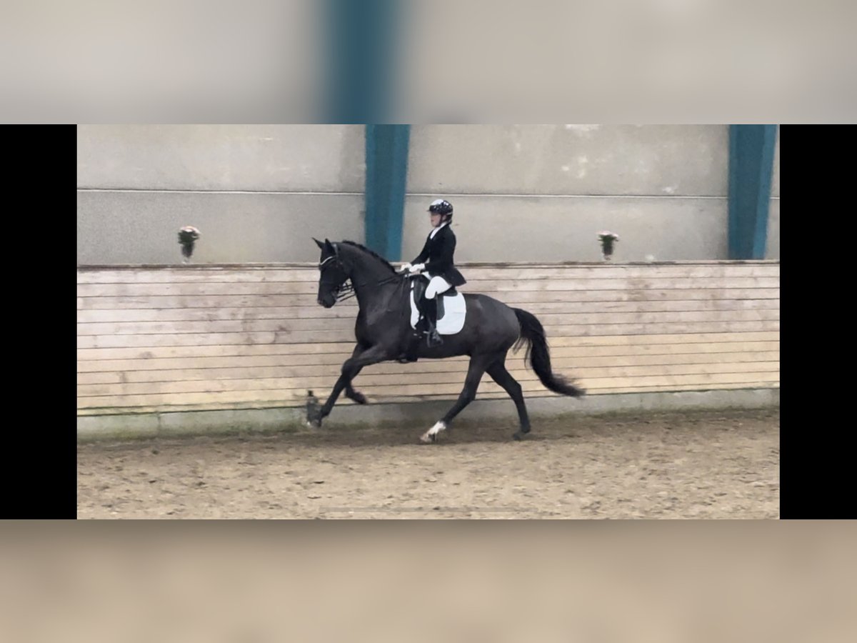 Dartmoor Hongre 9 Ans 168 cm Noir in Viborg
