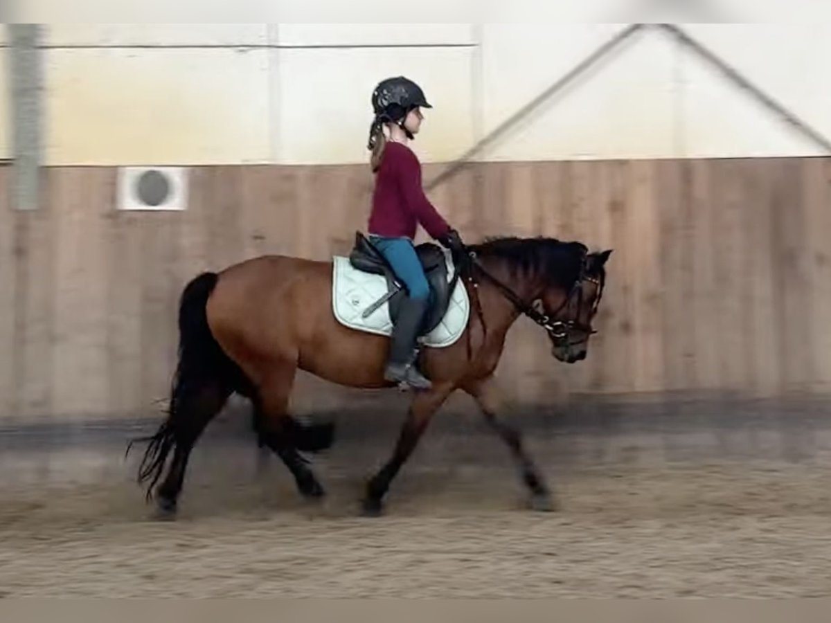 Dartmoor Jument 7 Ans 125 cm Bai in Volkertshausen