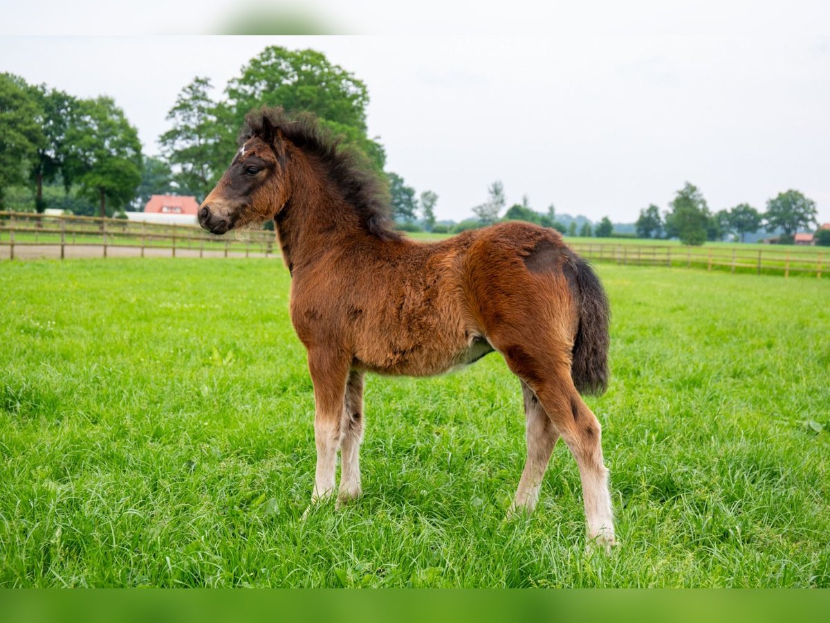 Dartmoor Jument Poulain (03/2024) 127 cm Bai brun foncé in Edewecht