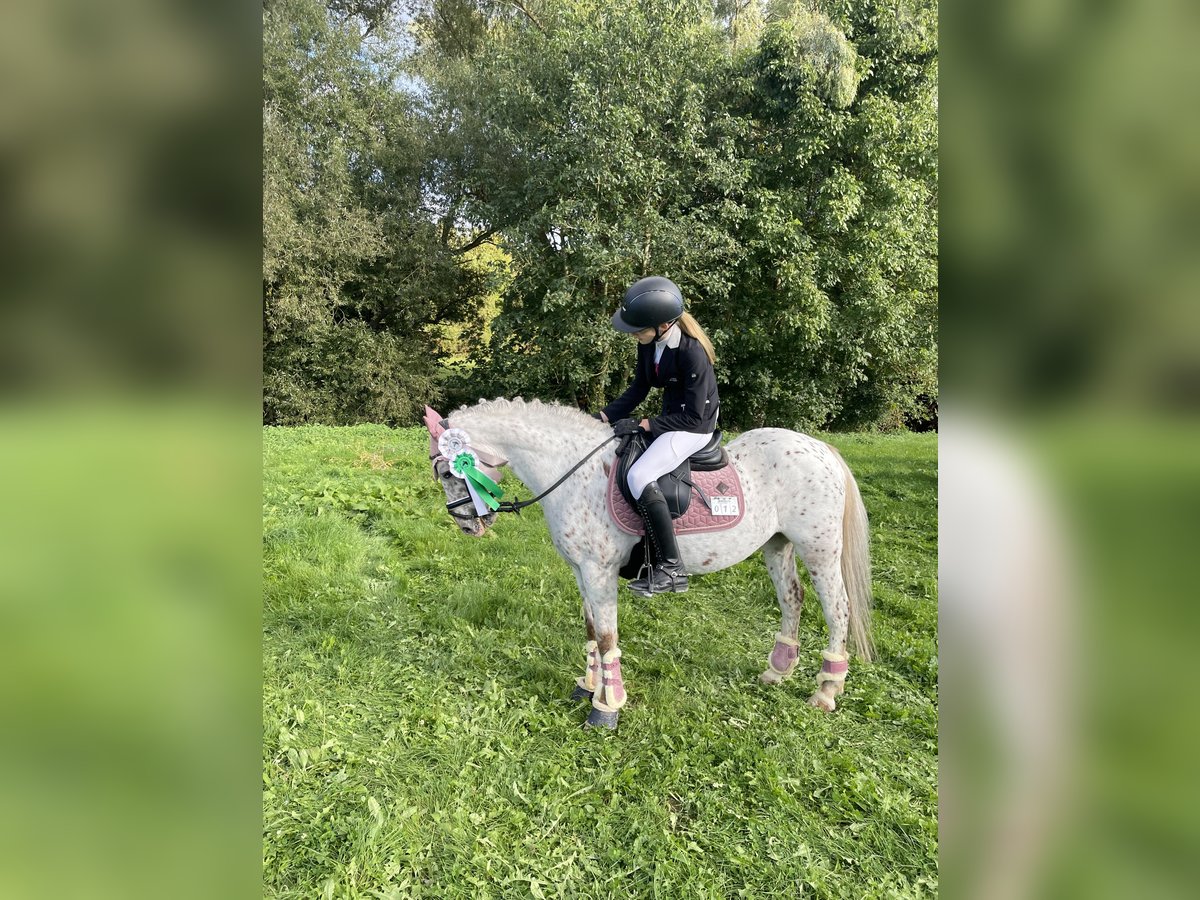 Dartmoor Mare 16 years 12,3 hh Gray-Red-Tan in Bad Homburg vor der Höhe