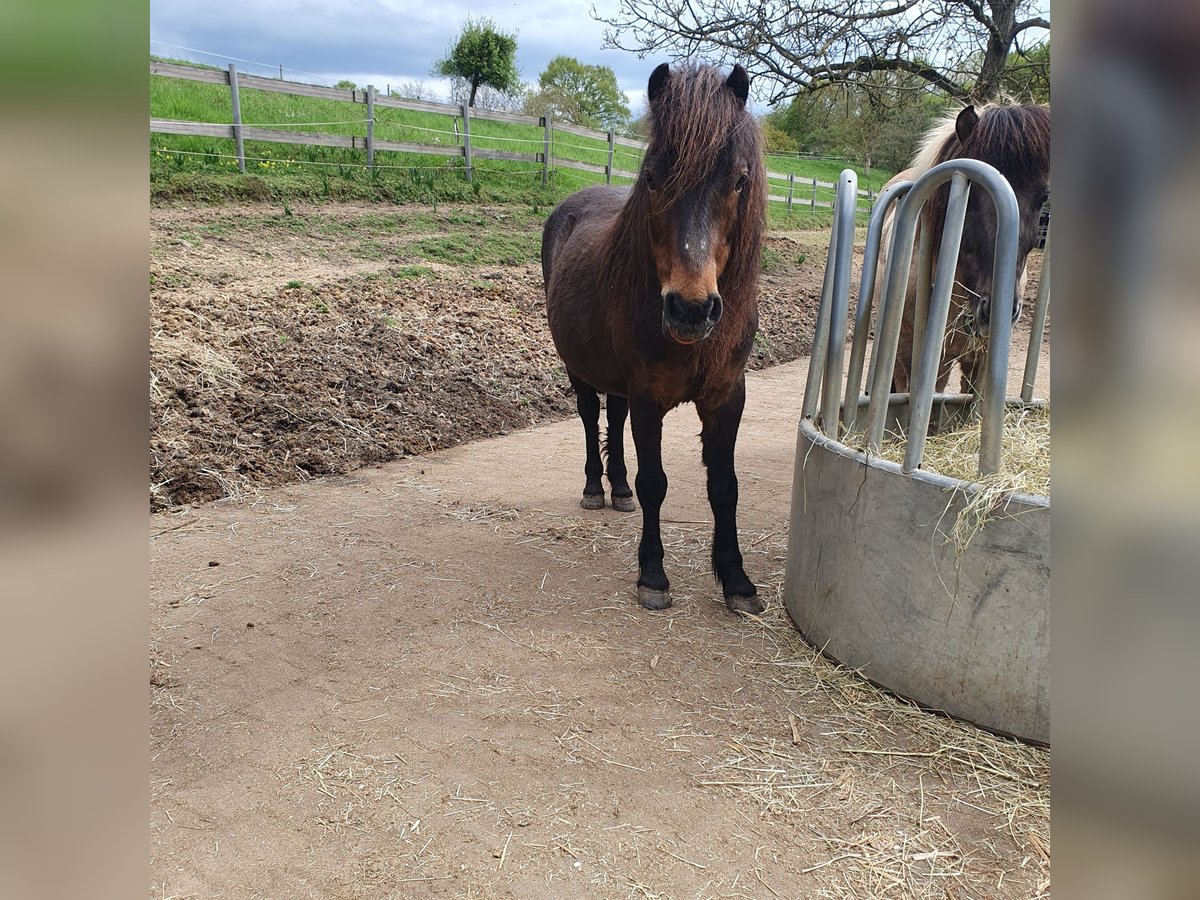 Dartmoor Mare 18 years 12 hh Brown in Melsbach