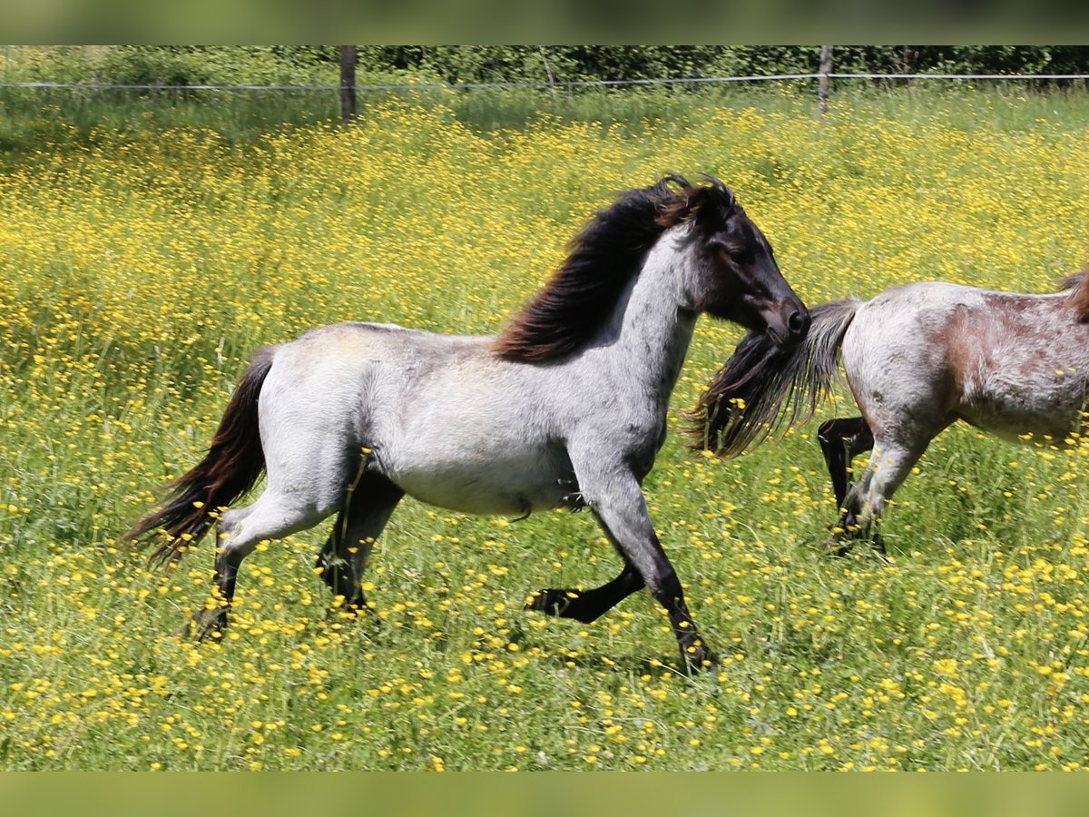 Dartmoor Mare 1 year 11,2 hh Roan-Blue in Ch&#xE2;tillon-sur-Chalaronne