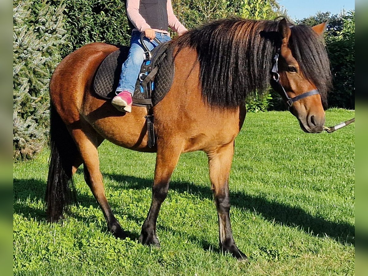 Dartmoor Mix Mare 3 years 11,2 hh Brown in Lathen