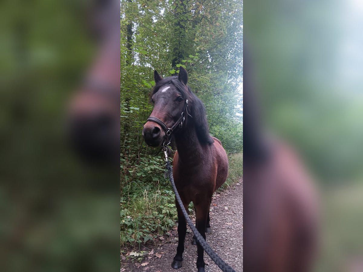 Dartmoor Mare 3 years 12 hh Brown in Herzebrock-Clarholz