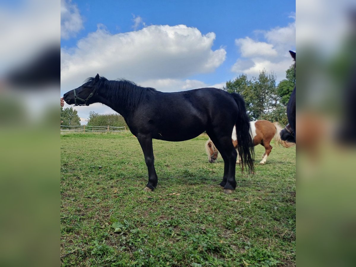 Dartmoor Mare 5 years 11,1 hh Smoky-Black in Much