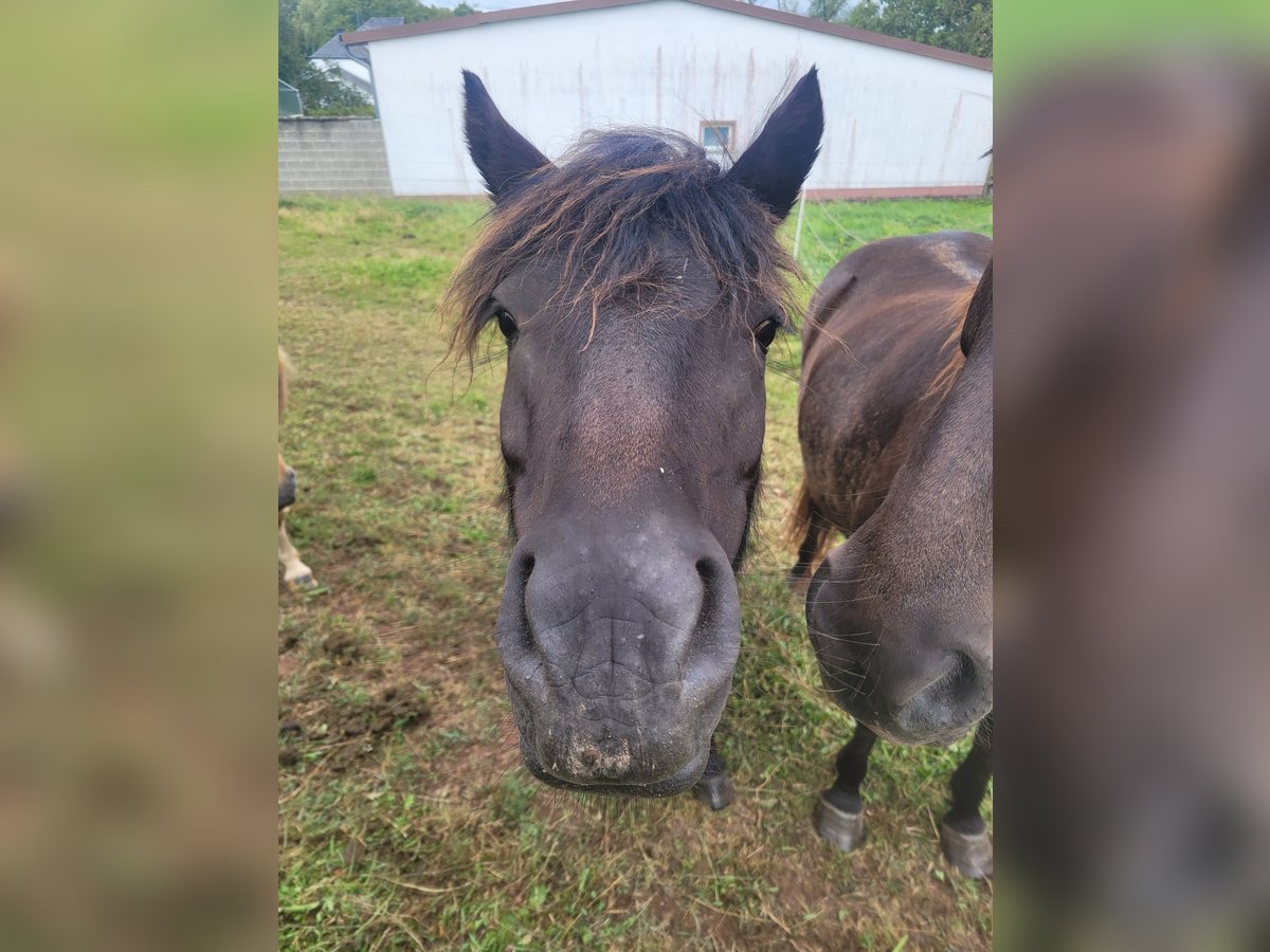 Dartmoor Mare 5 years 12,1 hh Brown in Preist