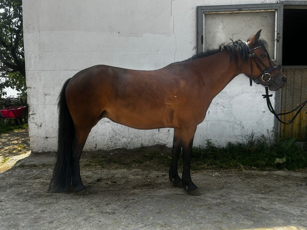 Dartmoor Mare 6 years 12,1 hh Brown in Volkertshausen