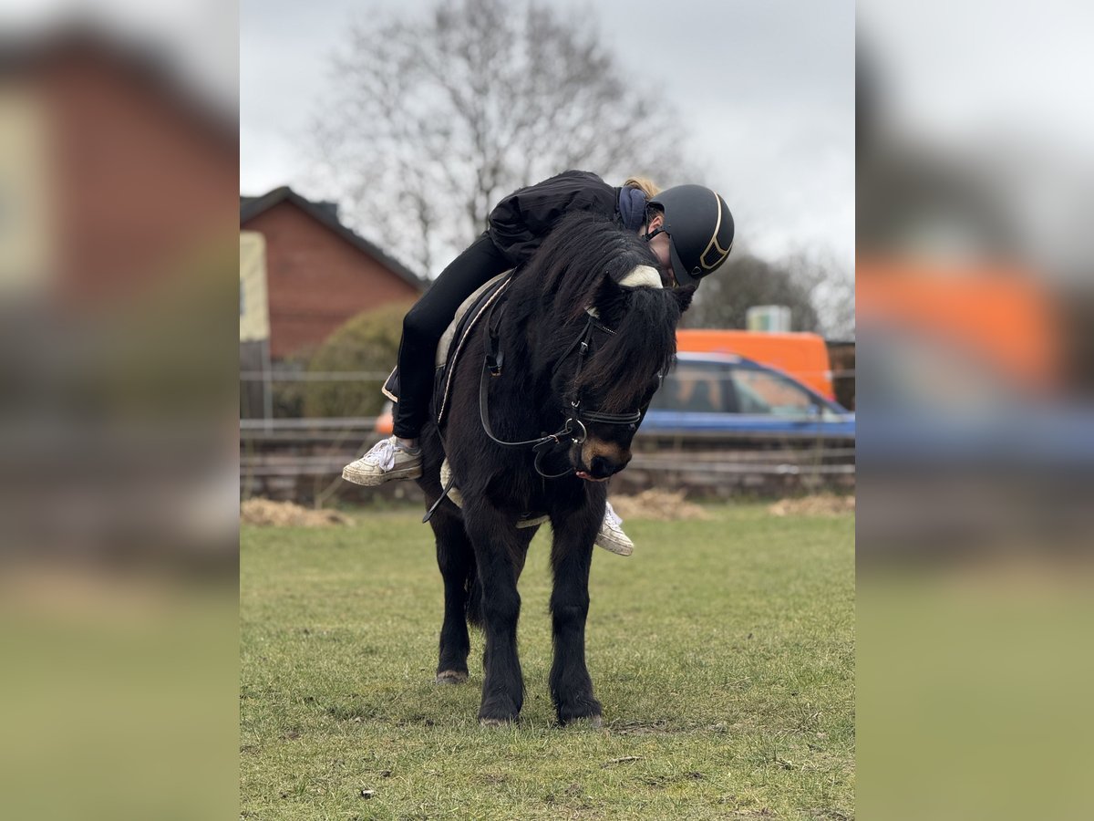 Dartmoor Mare 9 years 11,2 hh Brown in H&#xFC;rup