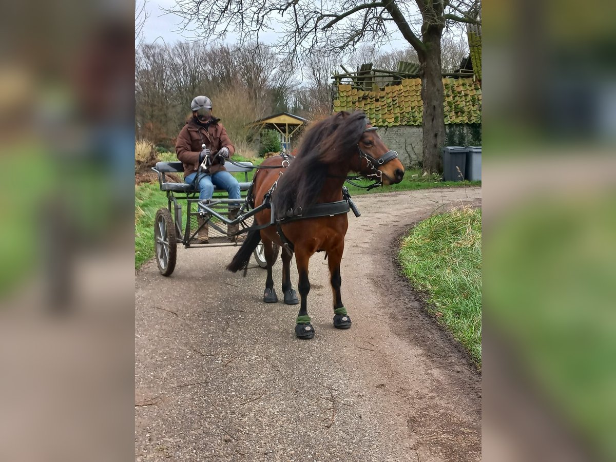 Dartmoor Mare 9 years 12,1 hh Brown in Escharen