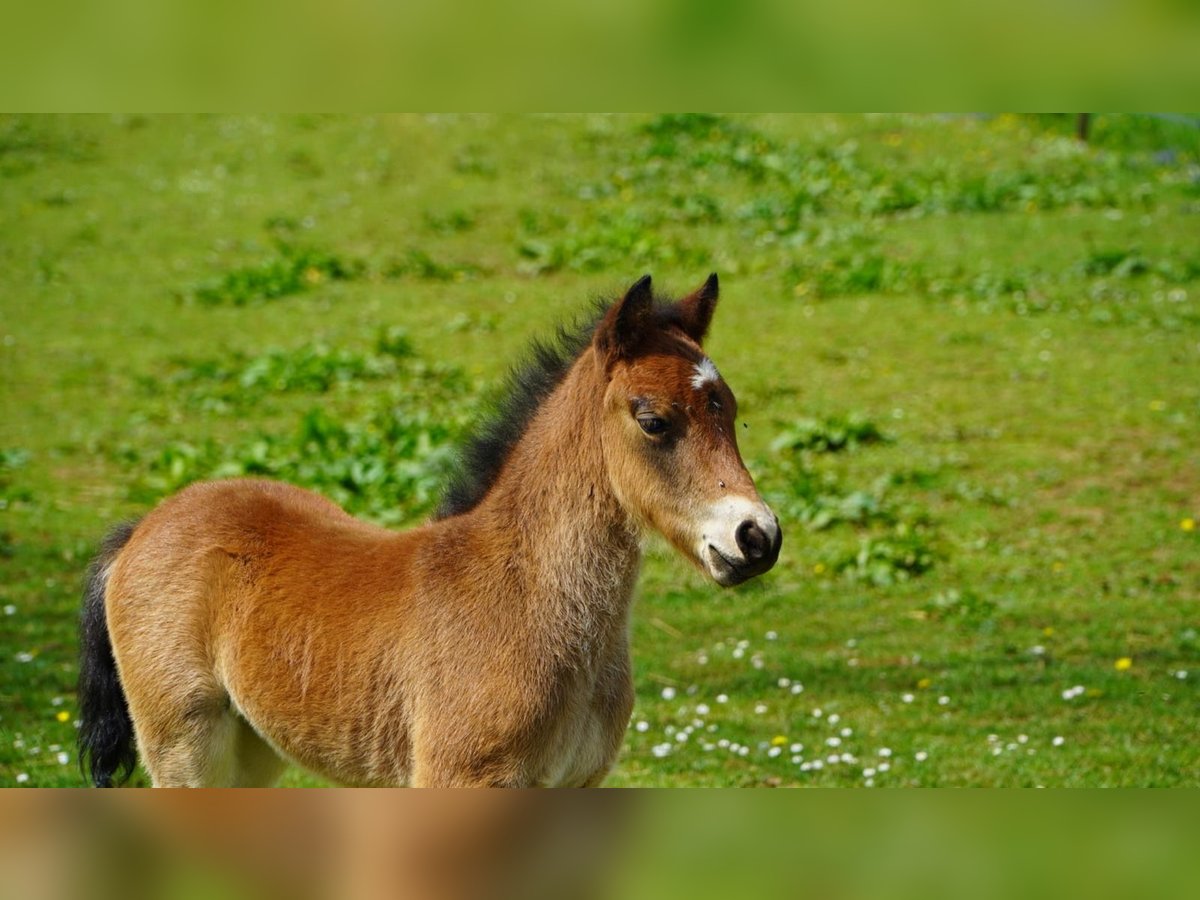 Dartmoor Mare Foal (03/2025) 12,1 hh Brown in Chemaudin