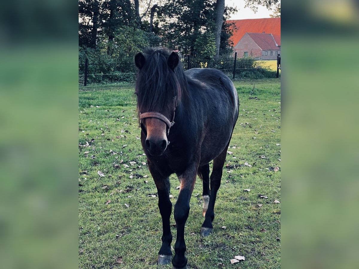 Dartmoor Merrie 2 Jaar 125 cm Zwartbruin in Edewecht