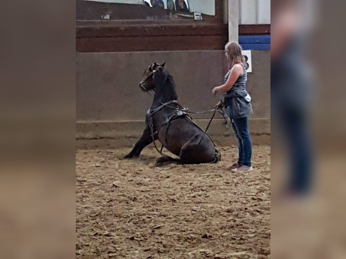 Dartmoor Pony Castrone 10 Anni 126 cm Baio scuro in Stavern