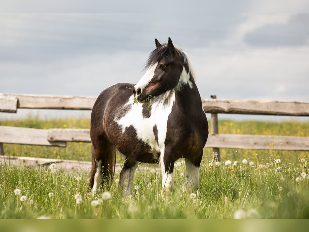 Dartmoor Pony Mix Castrone 12 Anni 135 cm Tobiano-tutti i colori in Feuchtwangen