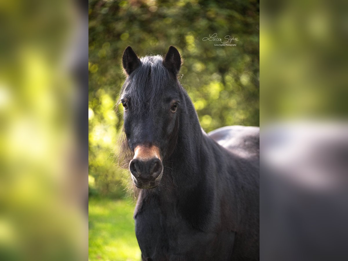 Dartmoor Pony Castrone 14 Anni 125 cm Baio nero in Bad Sassendorf