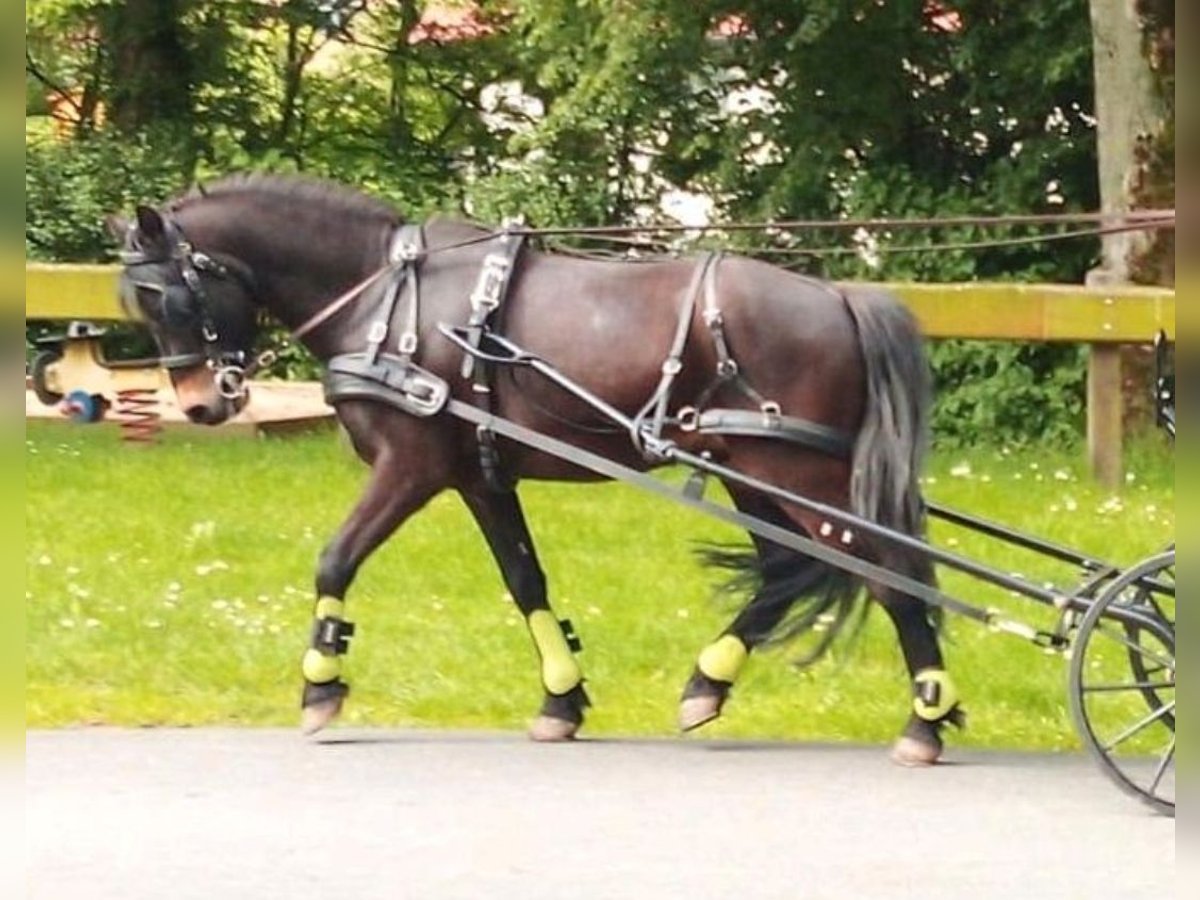 Dartmoor Pony Castrone 14 Anni 125 cm Baio scuro in Soest