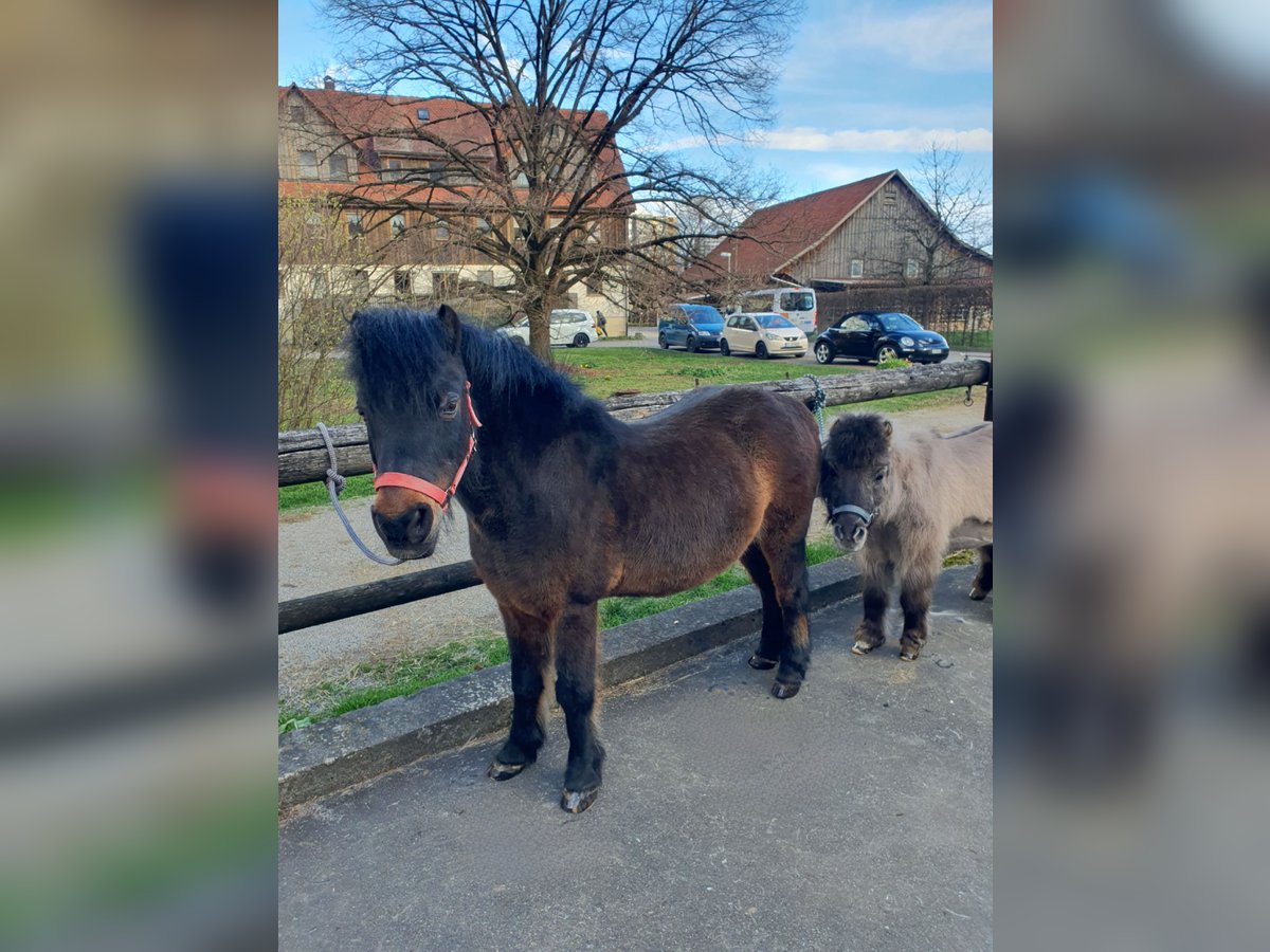 Dartmoor Pony Castrone 24 Anni in Tübingen