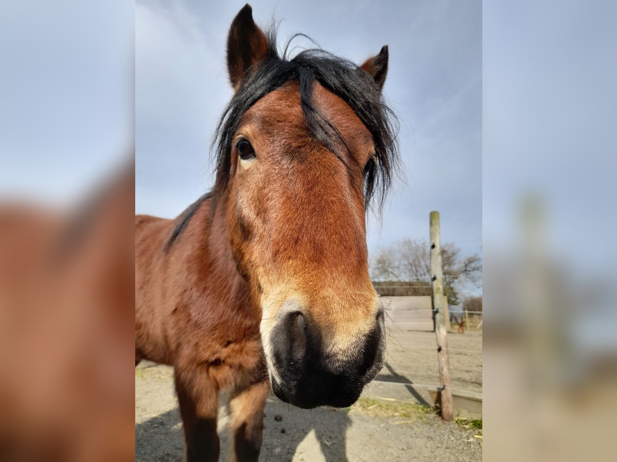 Dartmoor Pony Castrone 6 Anni 130 cm Baio in Wachtberg