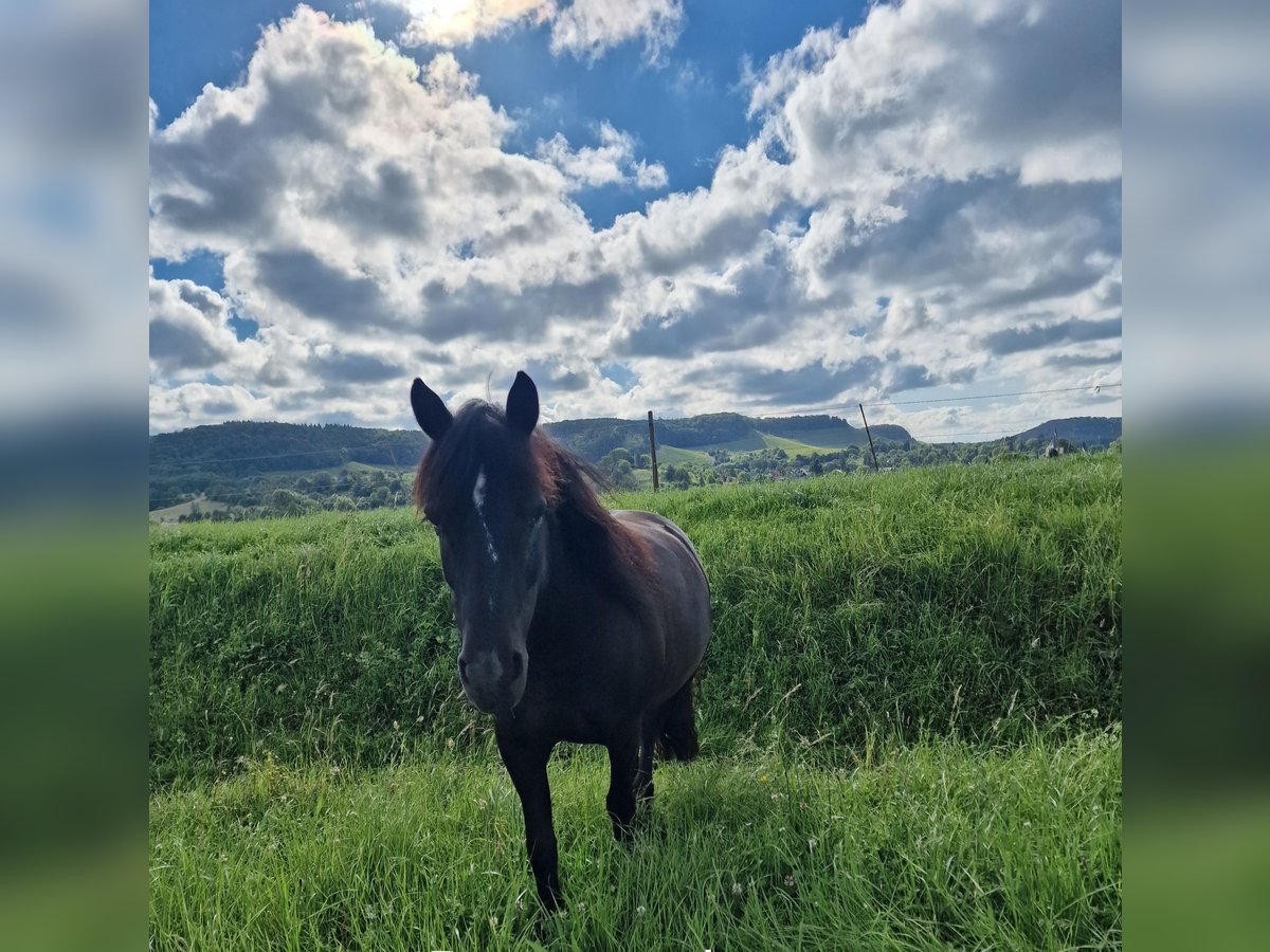 Dartmoor Pony Mix Giumenta 15 Anni 135 cm Morello in Sternenfels