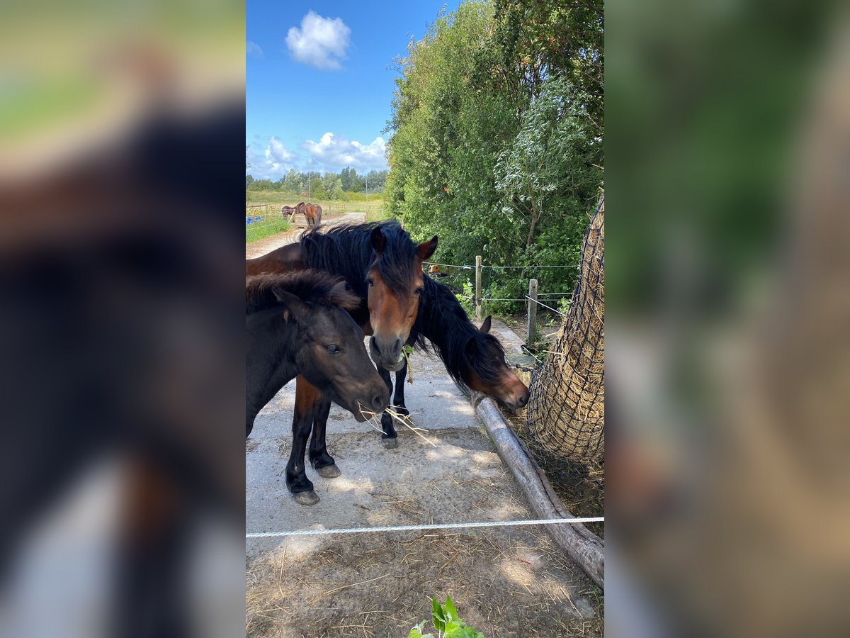 Dartmoor Pony Giumenta 16 Anni 125 cm Baio in Kamperland