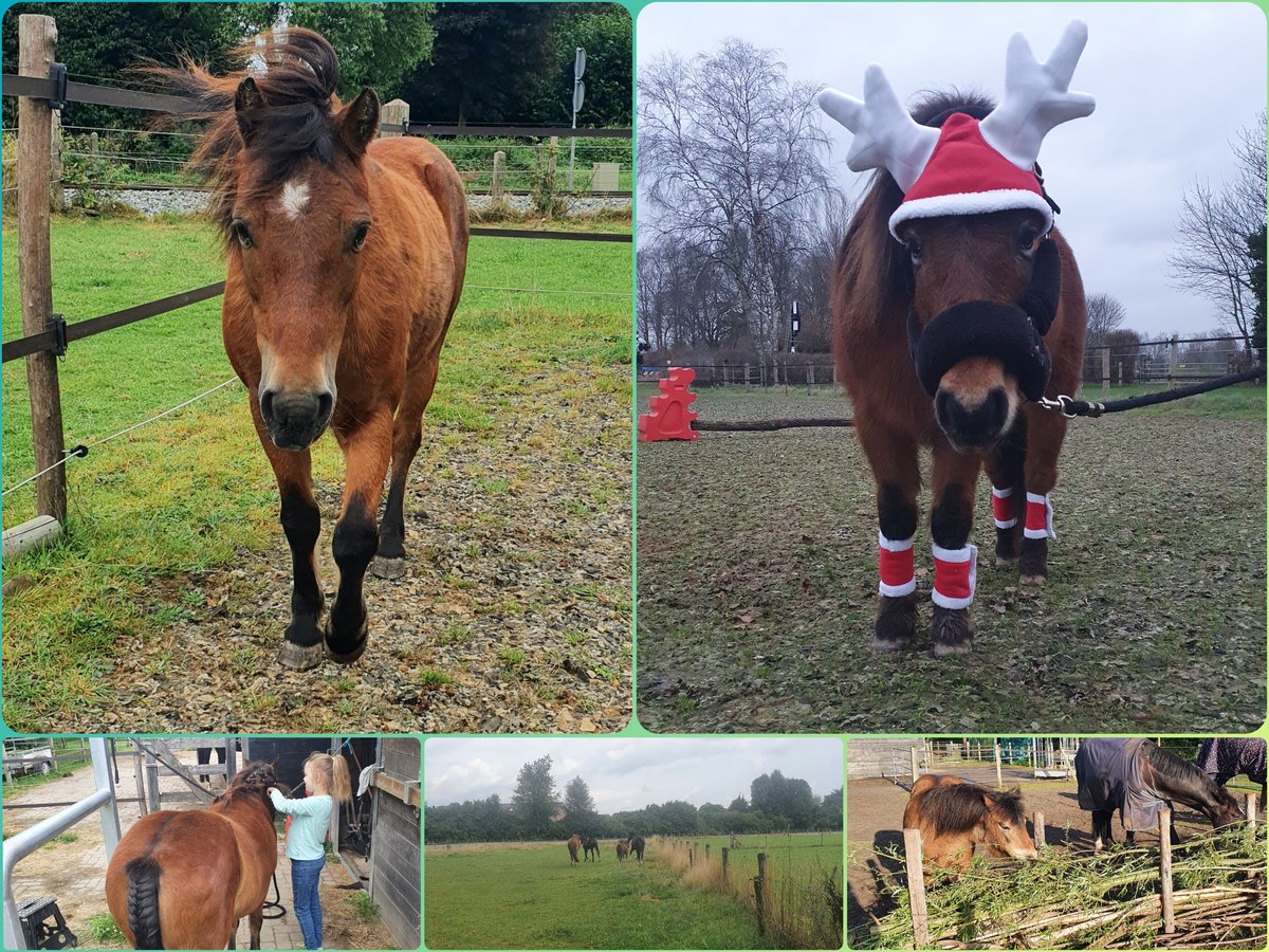 Dartmoor Pony Giumenta 24 Anni 115 cm Baio in Didam