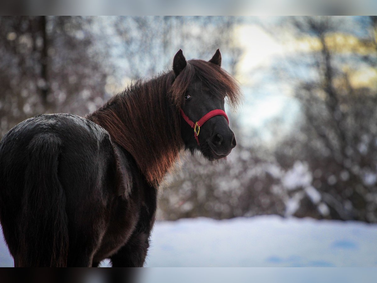 Dartmoor Pony Giumenta 3 Anni 125 cm Baio nero in Fügen