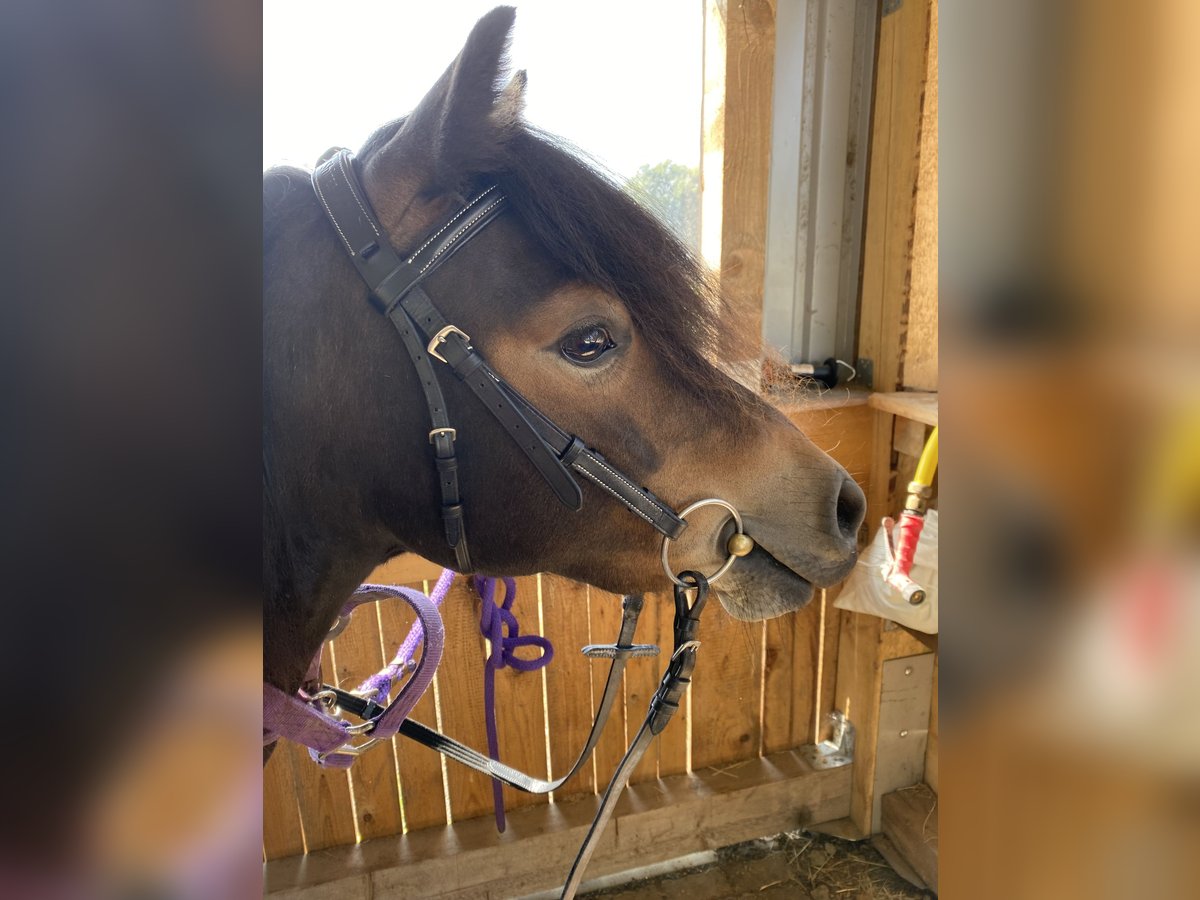 Dartmoor Pony Giumenta 3 Anni 125 cm Baio scuro in Büllingen