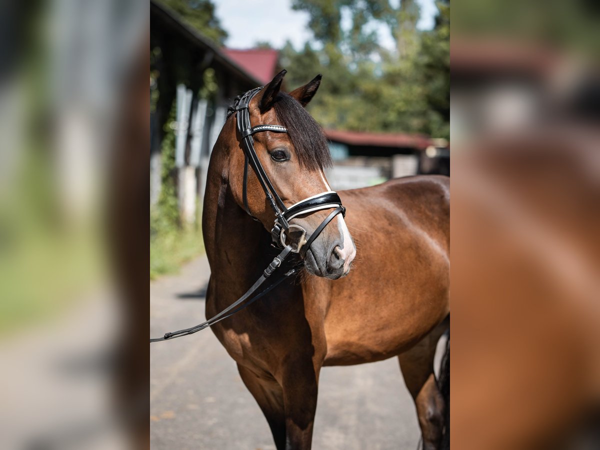 Dartmoor Pony Giumenta 3 Anni 138 cm Baio in Ingelheim am Rhein