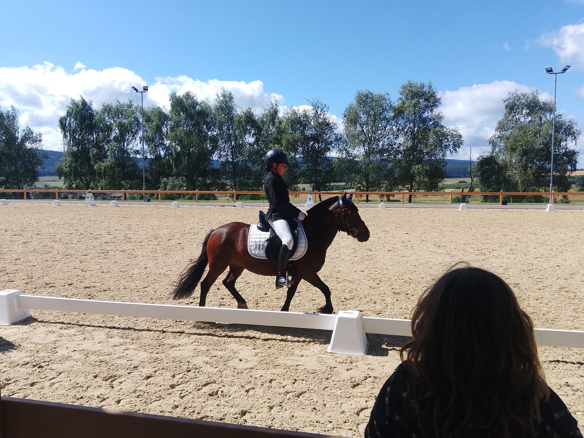 Dartmoor Pony Mix Giumenta 6 Anni 121 cm Baio in Idar- Oberstein