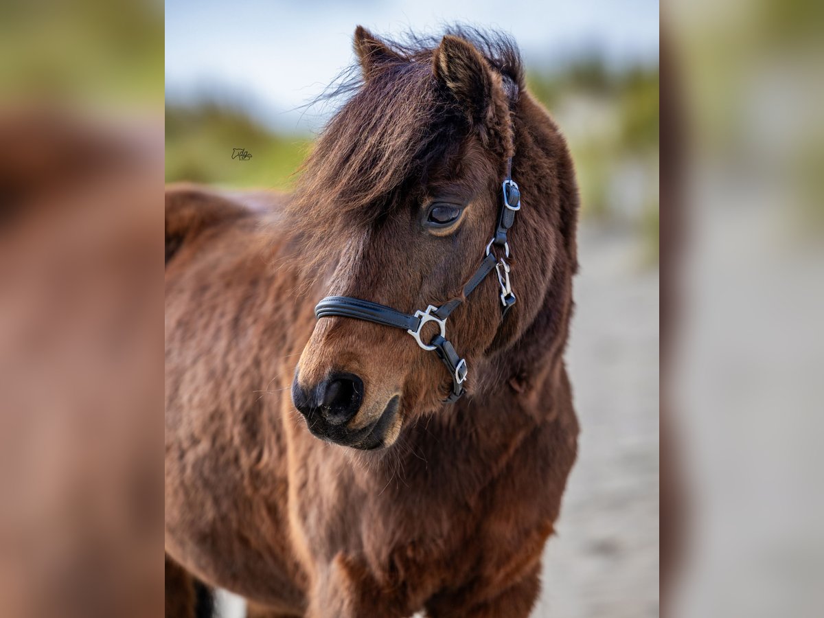 Dartmoor Pony Giumenta 9 Anni 119 cm Baio in Kamperland